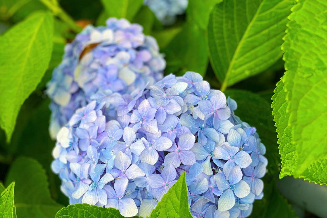 紫陽花